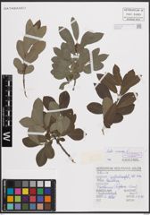 Foto von Salix cinerea L.